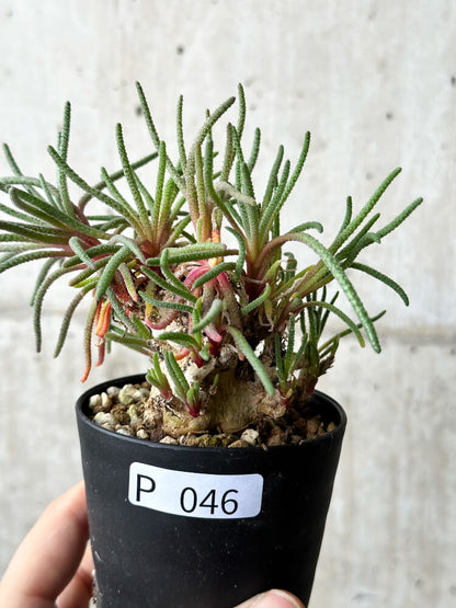 【現品限り】フィロボルス・レスルゲンス【P46】 Phyllobolus resurgens