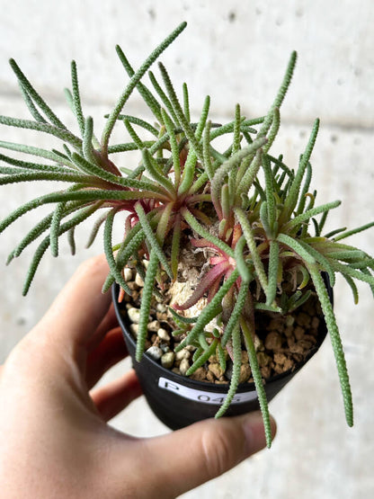 【現品限り】フィロボルス・レスルゲンス【P46】 Phyllobolus resurgens