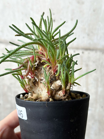 【現品限り】フィロボルス・レスルゲンス【P46】 Phyllobolus resurgens