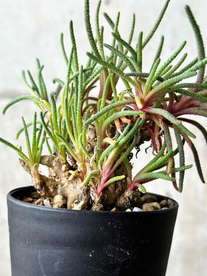 【現品限り】フィロボルス・レスルゲンス【P46】 Phyllobolus resurgens