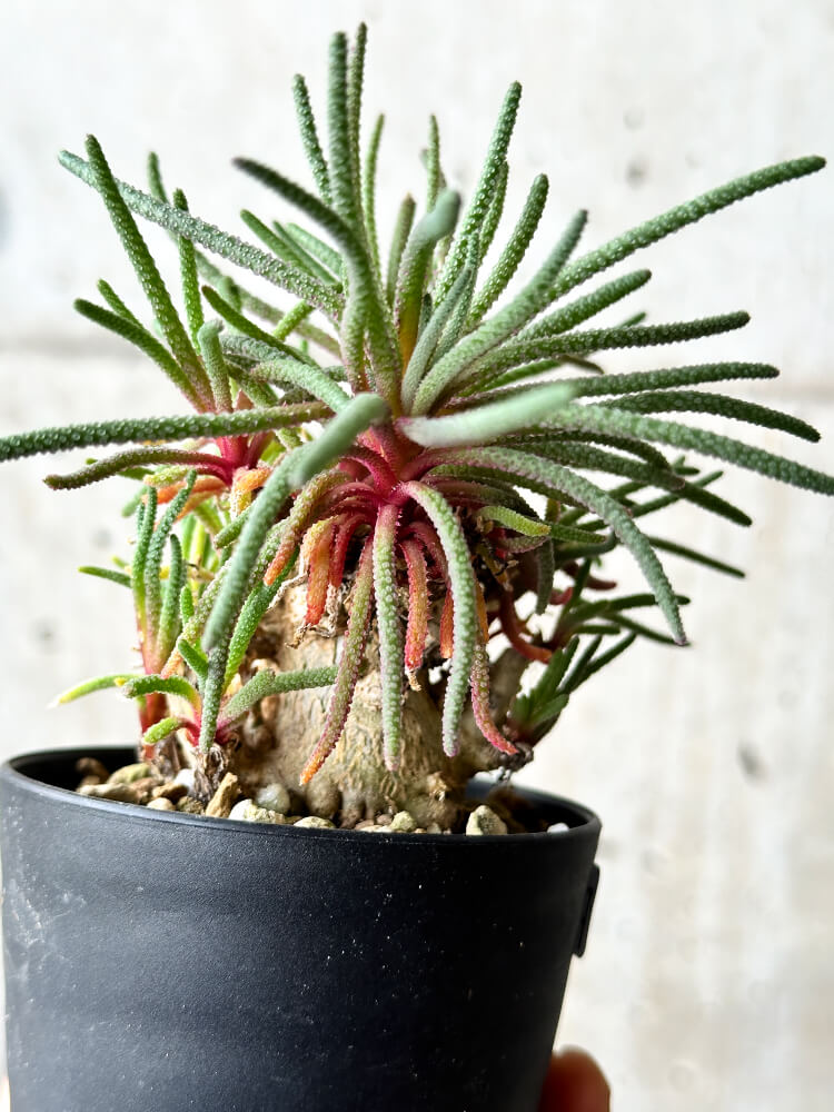 【現品限り】フィロボルス・レスルゲンス【P46】 Phyllobolus resurgens