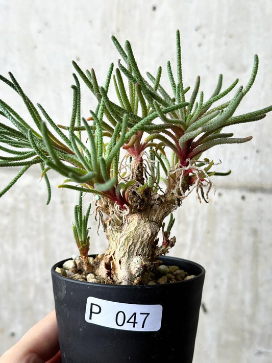 【現品限り】フィロボルス・レスルゲンス【P47】 Phyllobolus resurgens