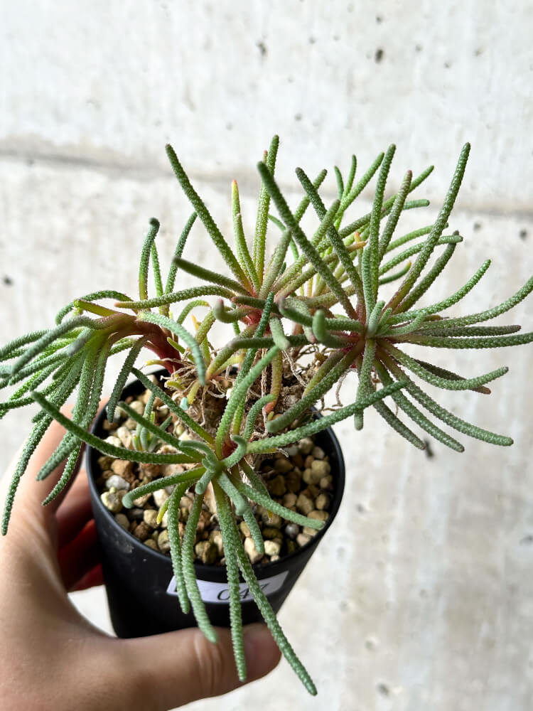 現品限り】フィロボルス・レスルゲンス【P47】 Phyllobolus resurgens