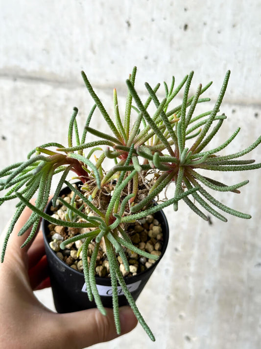 【現品限り】フィロボルス・レスルゲンス【P47】 Phyllobolus resurgens