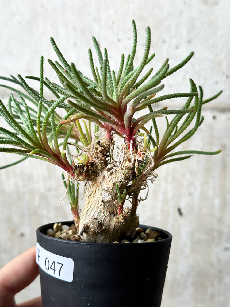 現品限り】フィロボルス・レスルゲンス【P47】 Phyllobolus resurgens