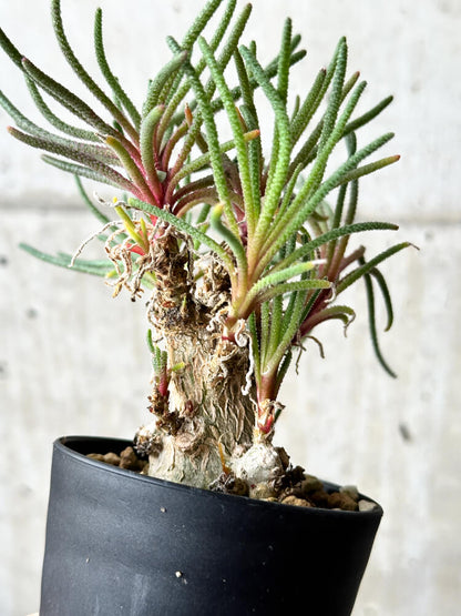 【現品限り】フィロボルス・レスルゲンス【P47】 Phyllobolus resurgens