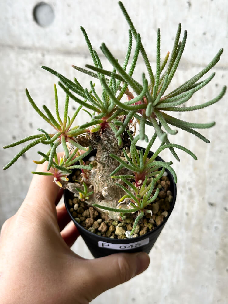 現品限り】フィロボルス・レスルゲンス【P48】 Phyllobolus resurgens