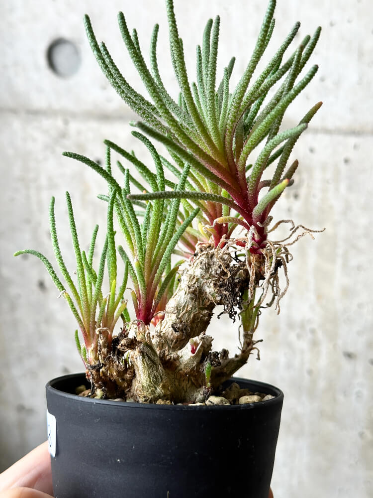 【現品限り】フィロボルス・レスルゲンス【P48】 Phyllobolus resurgens