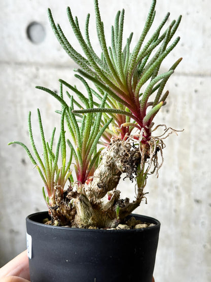 【現品限り】フィロボルス・レスルゲンス【P48】 Phyllobolus resurgens