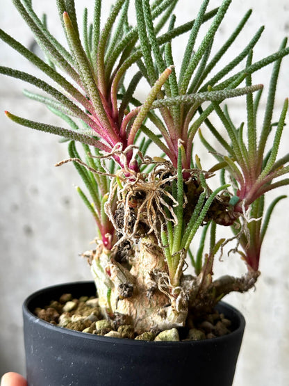 【現品限り】フィロボルス・レスルゲンス【P48】 Phyllobolus resurgens