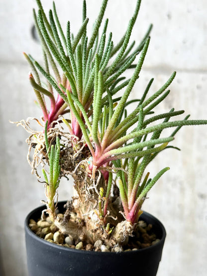 【現品限り】フィロボルス・レスルゲンス【P48】 Phyllobolus resurgens