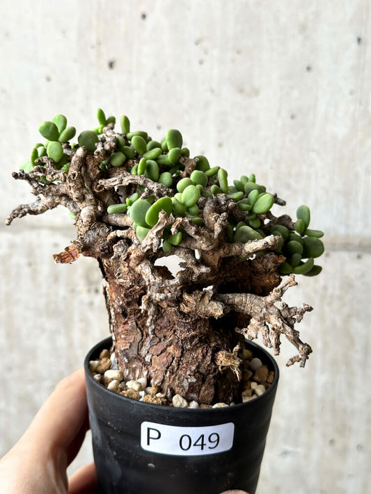 【現品限り】ケラリア・ピグマエア 現地株【P49】 Ceraria pygmaea