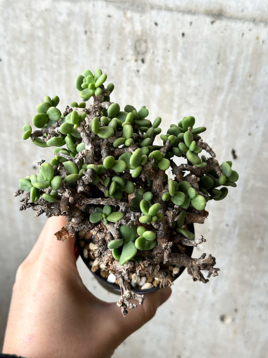 【現品限り】ケラリア・ピグマエア 現地株【P49】 Ceraria pygmaea