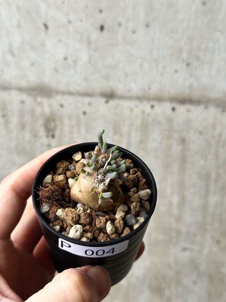 【現品限り】フィロボルス・テヌイフロルス【P4】 Phyllobolus tenuiflorus