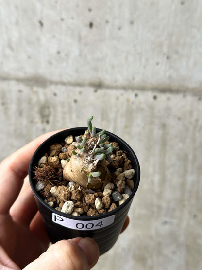 【現品限り】フィロボルス・テヌイフロルス【P4】 Phyllobolus tenuiflorus