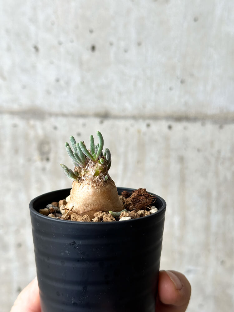 【現品限り】フィロボルス・テヌイフロルス【P4】 Phyllobolus tenuiflorus