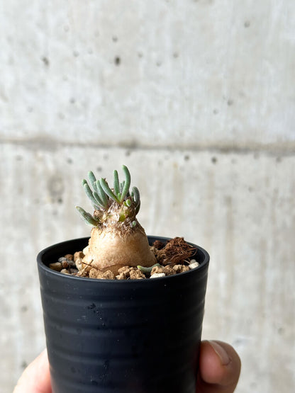 【現品限り】フィロボルス・テヌイフロルス【P4】 Phyllobolus tenuiflorus