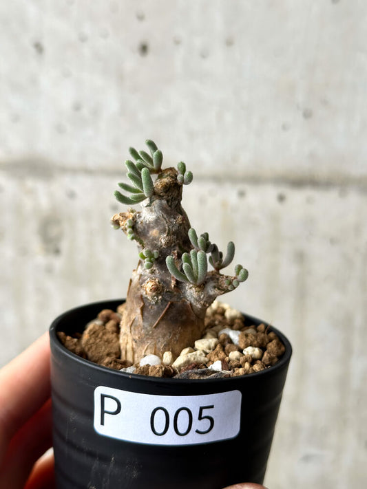 【現品限り】フィロボルス・テヌイフロルス【P5】 Phyllobolus tenuiflorus