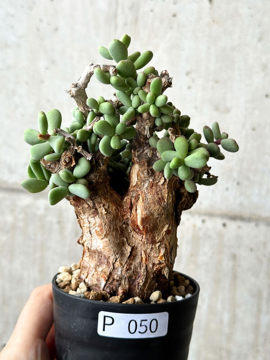 【現品限り】ケラリア・ピグマエア 現地株【P50】 Ceraria pygmaea