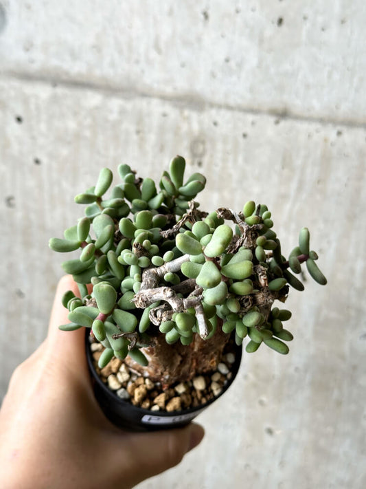 【現品限り】ケラリア・ピグマエア 現地株【P50】 Ceraria pygmaea