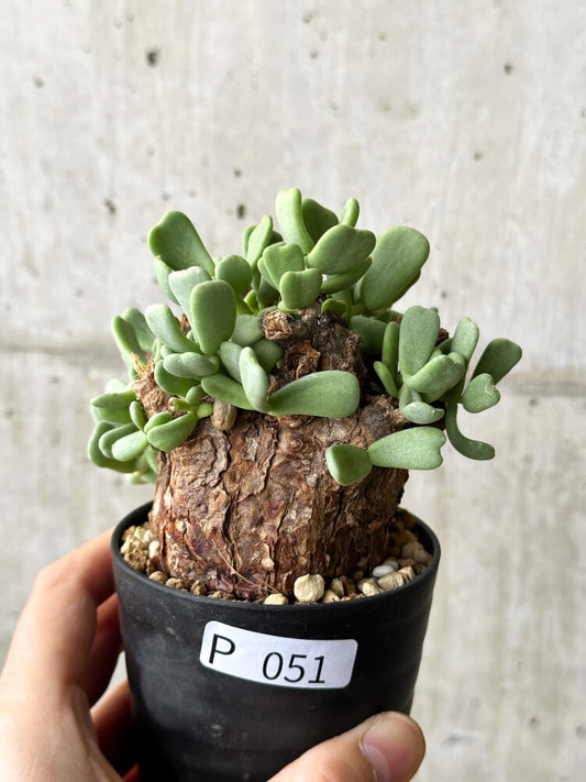 【現品限り】ケラリア・ピグマエア 現地株【P51】 Ceraria pygmaea