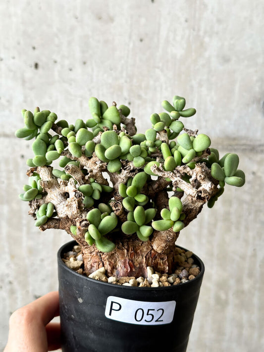 【現品限り】ケラリア・ピグマエア 現地株【P52】 Ceraria pygmaea