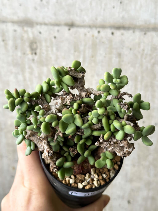 【現品限り】ケラリア・ピグマエア 現地株【P52】 Ceraria pygmaea