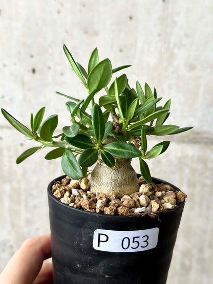 【現品限り】パキポディウム・ビスピノーサム【P53】 Pachypodium bispinosum