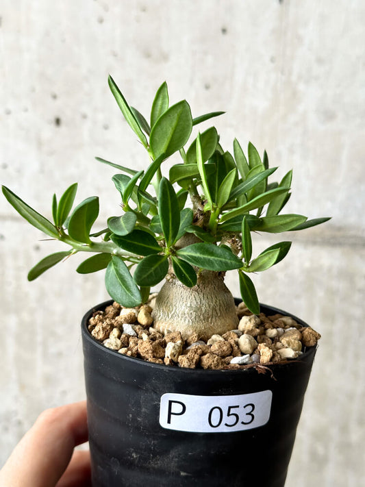 【現品限り】パキポディウム・ビスピノーサム【P53】 Pachypodium bispinosum