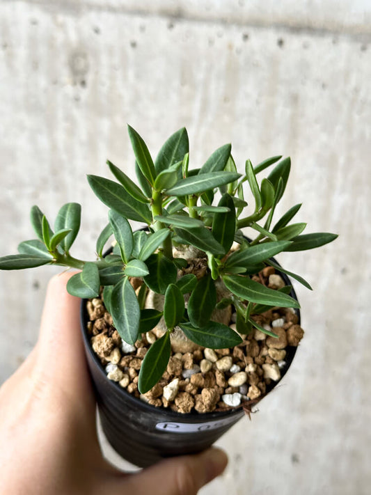 【現品限り】パキポディウム・ビスピノーサム【P53】 Pachypodium bispinosum