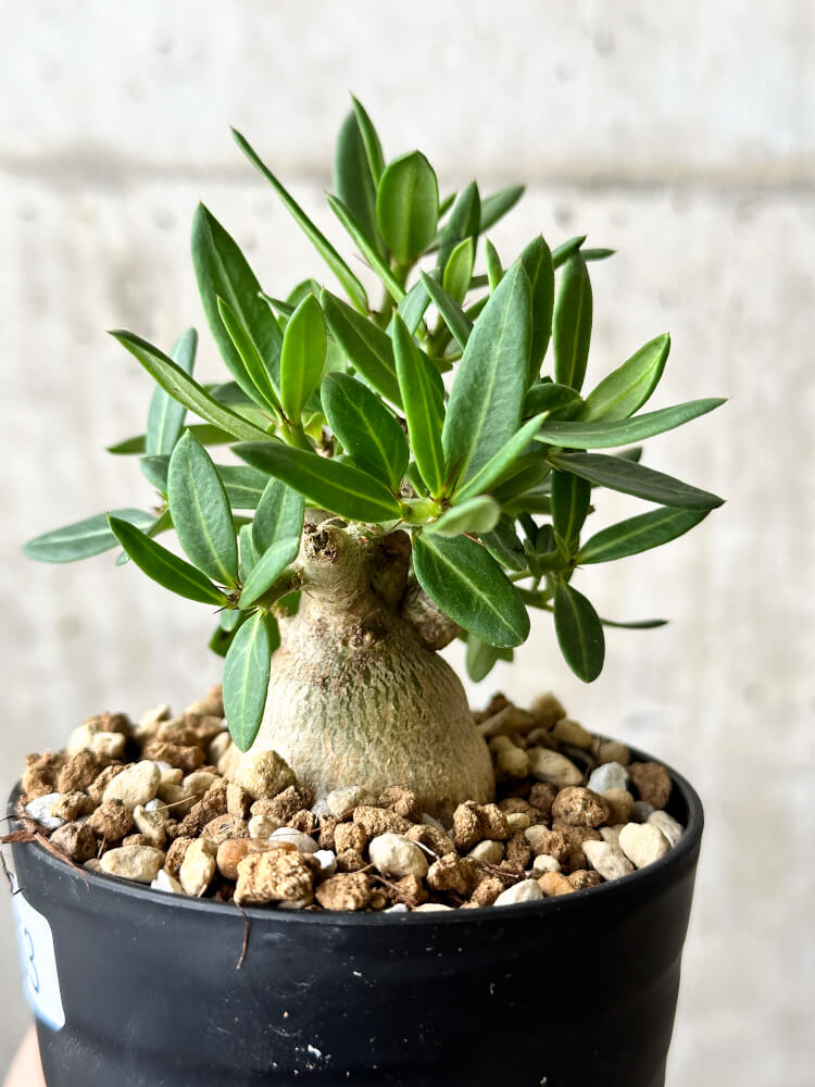 【現品限り】パキポディウム・ビスピノーサム【P53】 Pachypodium bispinosum