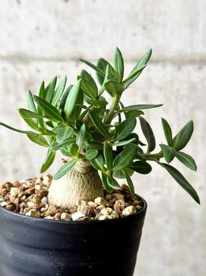 【現品限り】パキポディウム・ビスピノーサム【P53】 Pachypodium bispinosum