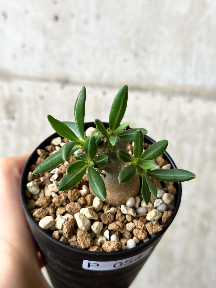 現品限り】パキポディウム・ビスピノーサム【P54】 Pachypodium