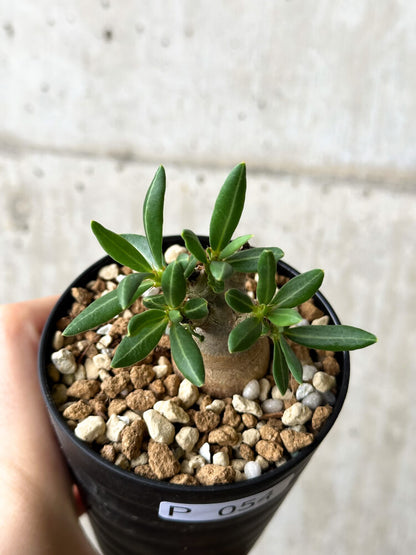 【現品限り】パキポディウム・ビスピノーサム【P54】 Pachypodium bispinosum