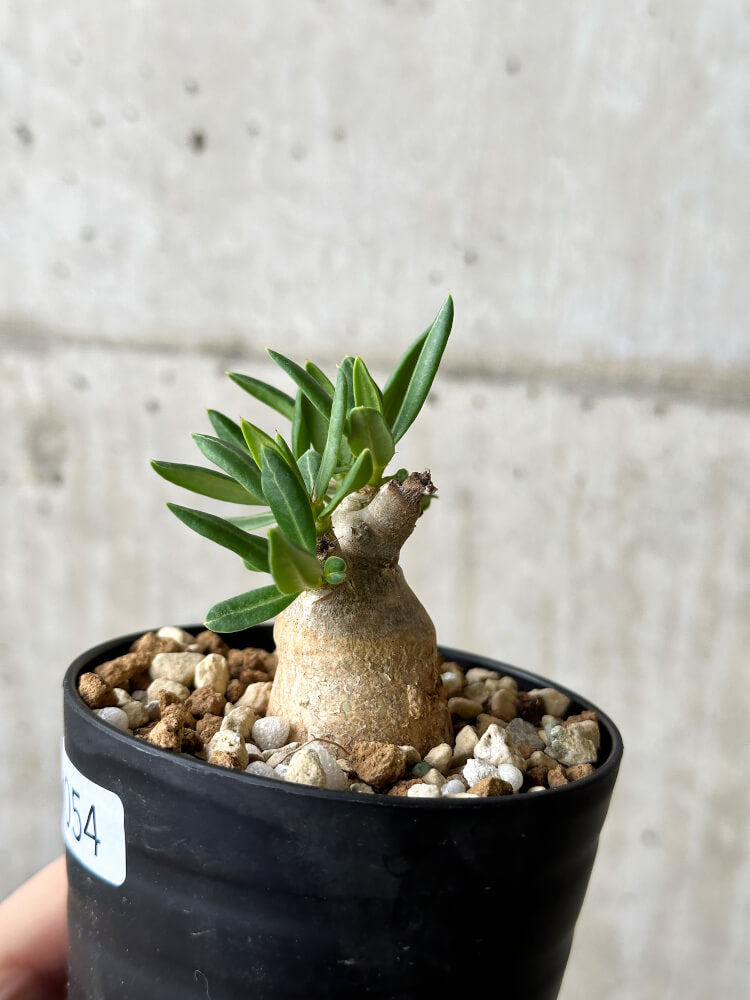 現品限り】パキポディウム・ビスピノーサム【P54】 Pachypodium