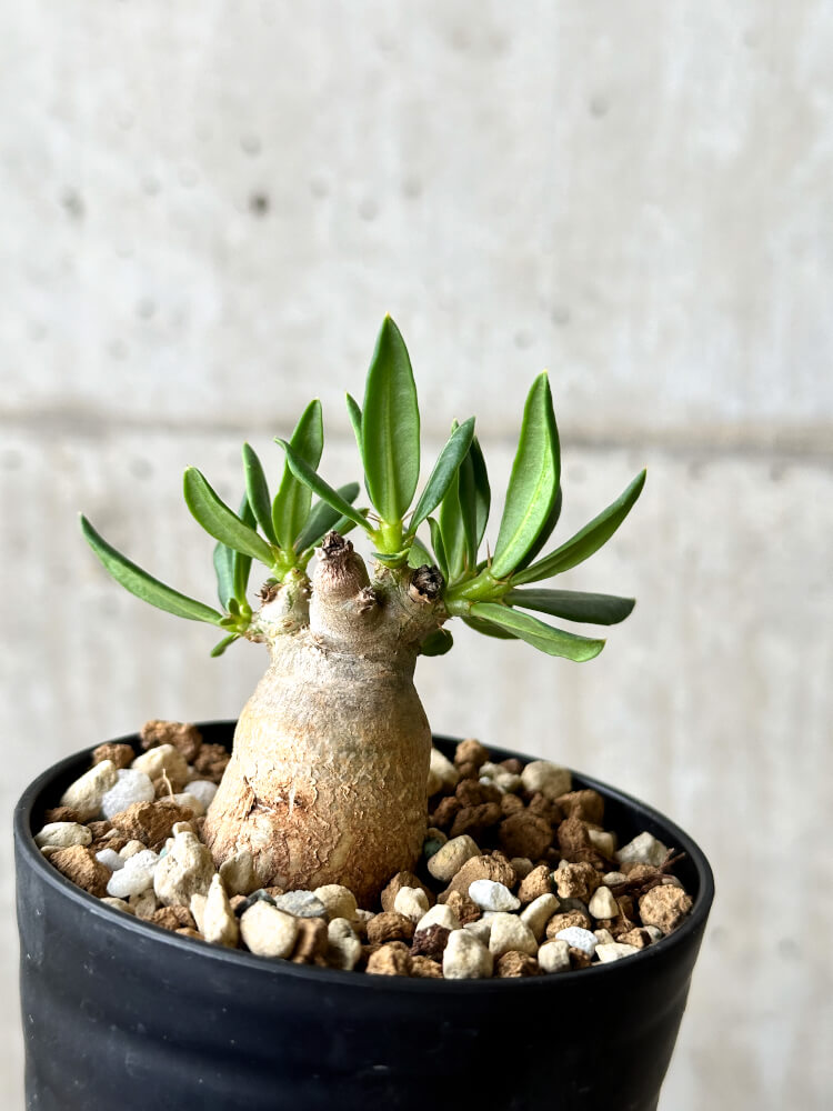 現品限り】パキポディウム・ビスピノーサム【P54】 Pachypodium