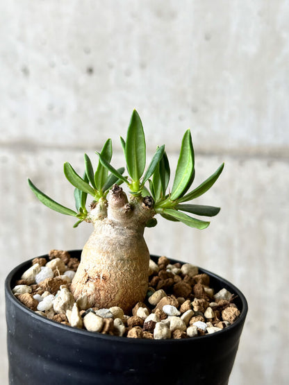 【現品限り】パキポディウム・ビスピノーサム【P54】 Pachypodium bispinosum