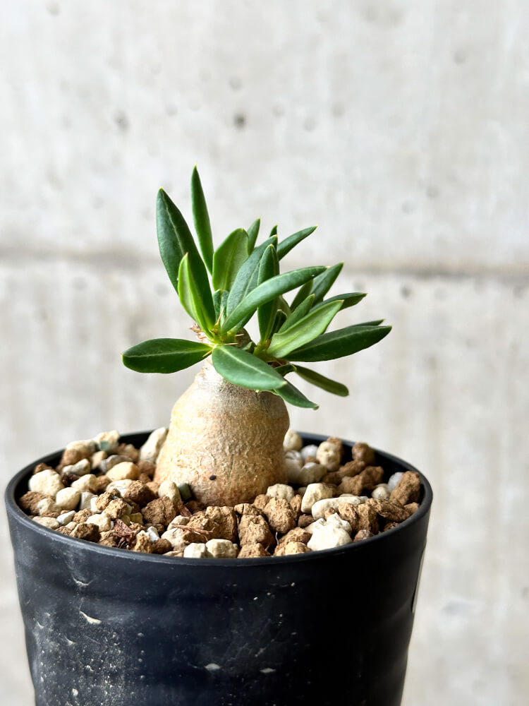 現品限り】パキポディウム・ビスピノーサム【P54】 Pachypodium