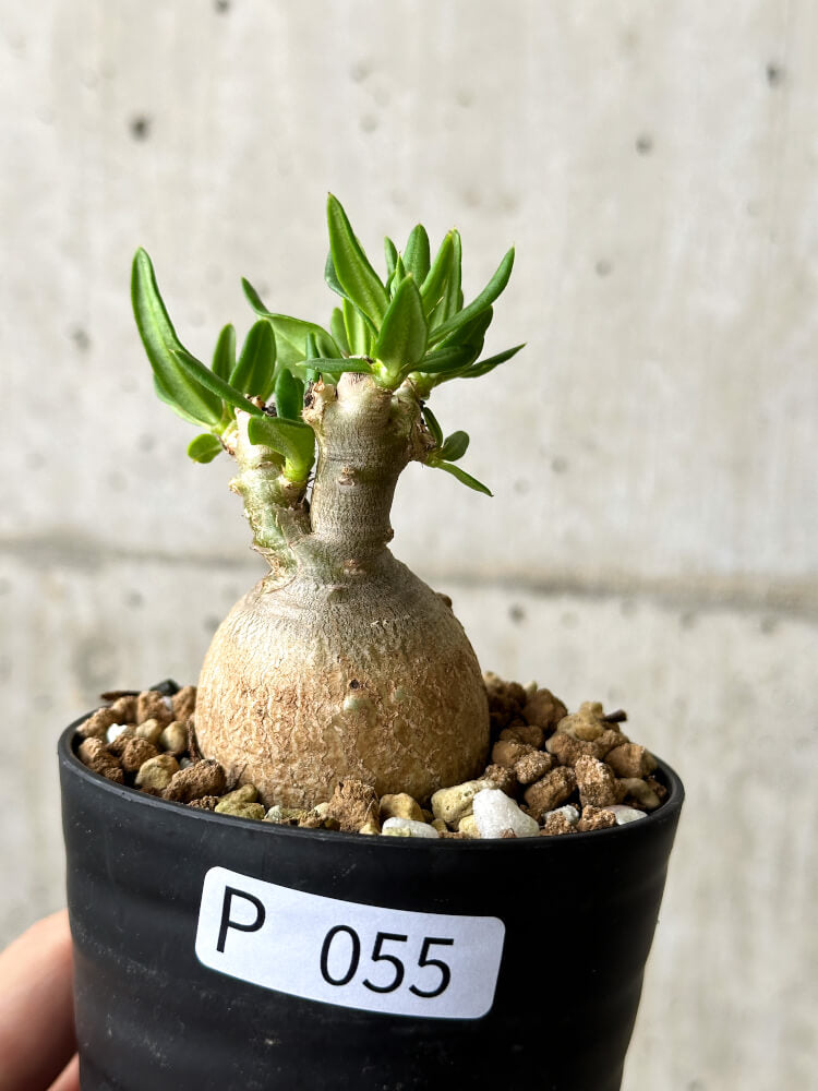 【現品限り】パキポディウム・ビスピノーサム【P55】 Pachypodium bispinosum