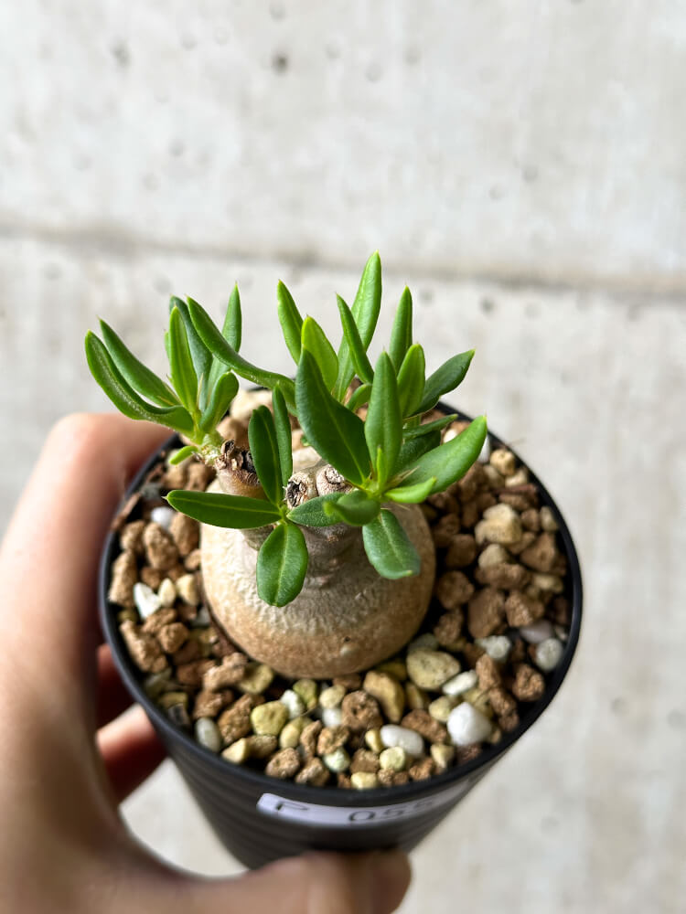 現品限り】パキポディウム・ビスピノーサム【P55】 Pachypodium