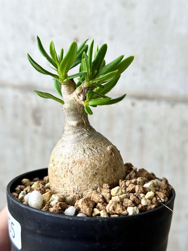 現品限り】パキポディウム・ビスピノーサム【P55】 Pachypodium