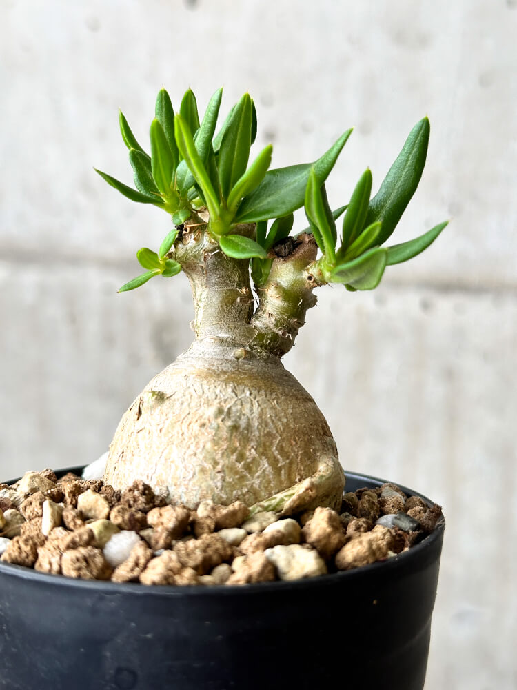 【現品限り】パキポディウム・ビスピノーサム【P55】 Pachypodium bispinosum