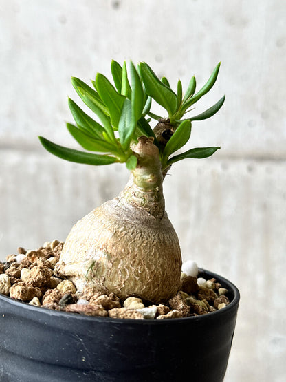 【現品限り】パキポディウム・ビスピノーサム【P55】 Pachypodium bispinosum