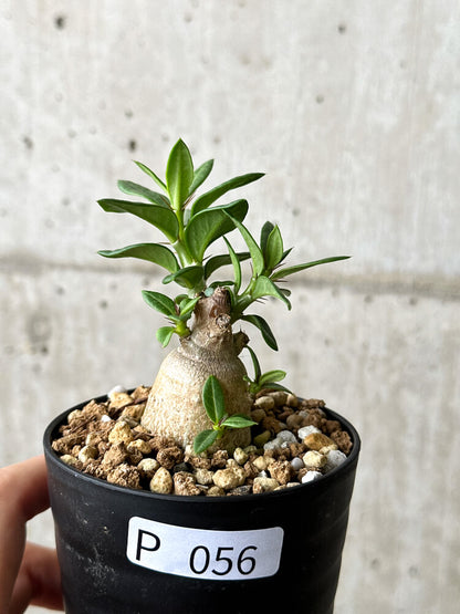 【現品限り】パキポディウム・ビスピノーサム【P56】 Pachypodium bispinosum