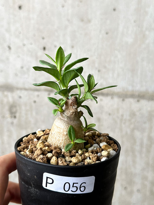 【現品限り】パキポディウム・ビスピノーサム【P56】 Pachypodium bispinosum