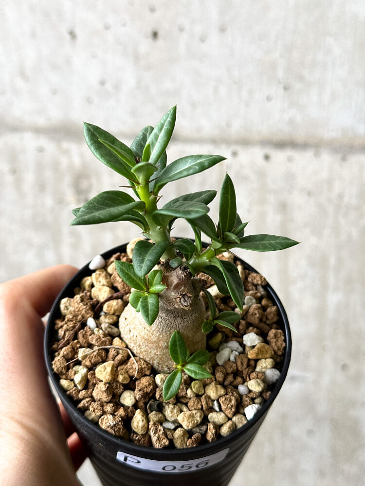 【現品限り】パキポディウム・ビスピノーサム【P56】 Pachypodium bispinosum
