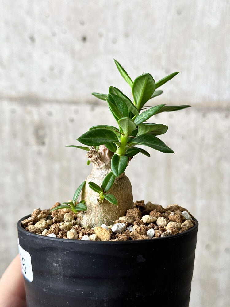 【現品限り】パキポディウム・ビスピノーサム【P56】 Pachypodium bispinosum