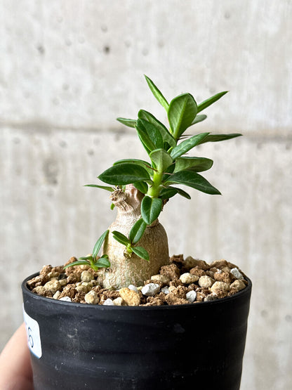 【現品限り】パキポディウム・ビスピノーサム【P56】 Pachypodium bispinosum