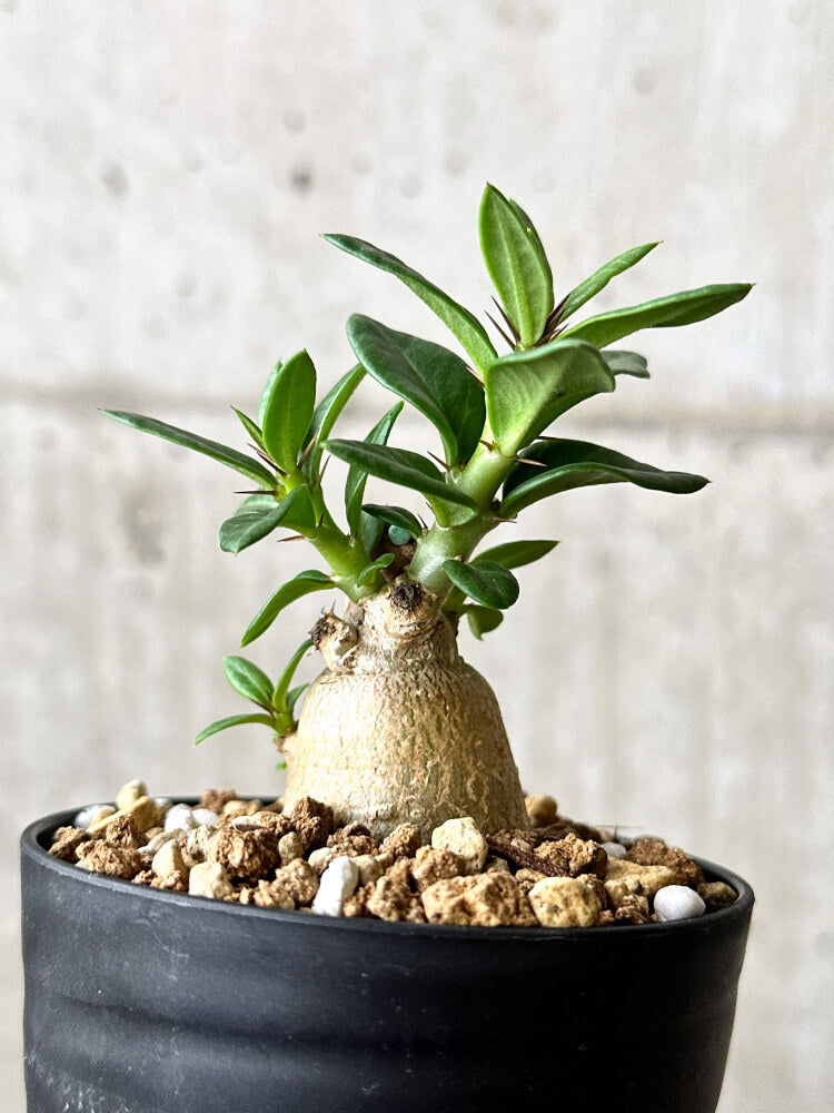 現品限り】パキポディウム・ビスピノーサム【P56】 Pachypodium
