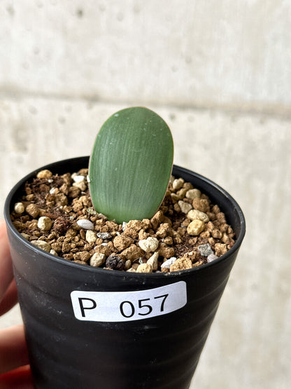 【現品限り】ハエマンサス・アマリロイデス【P57】 Haemanthus amarylloides